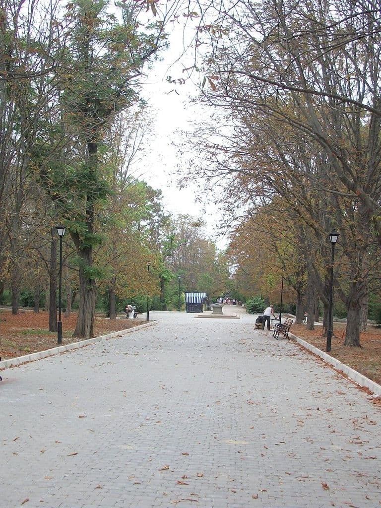 Аллея Сакского курортного парка среди старых деревьев